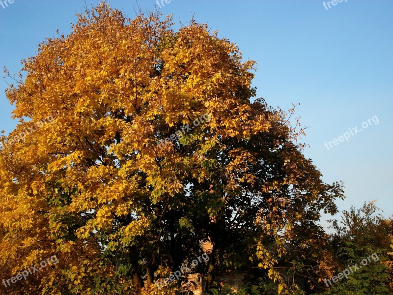 Autumn Leaves Yellow Leaves Autumn Autumn Tree Yellow Tree