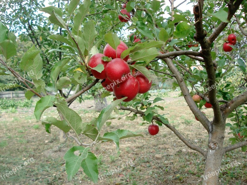 Apple Red Apple Tree Orchard Free Photos