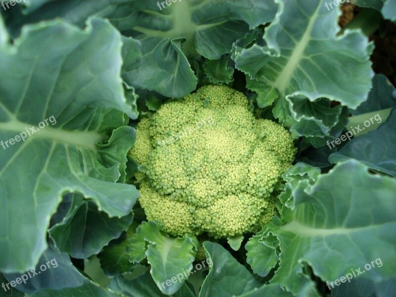 Cauliflower Plant Vegetable Free Photos