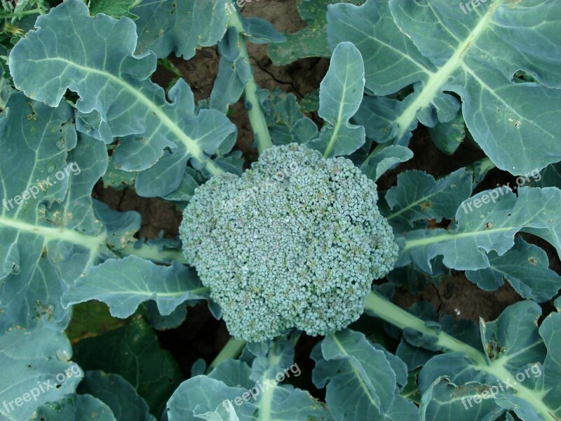 Broccoli Plant Green Food Organic