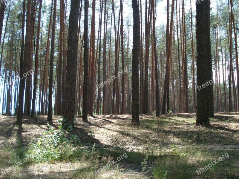 Forest Pine Forest Trees Free Photos