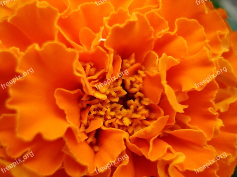 Marigold Flower Orange Beautiful Colorful