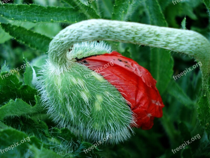 Poppy Bud Poppy Red Flower Poppy Flower Free Photos