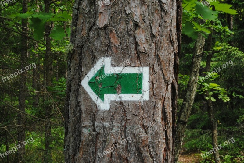 Arrow Hiking Trail Tree Forest Konary