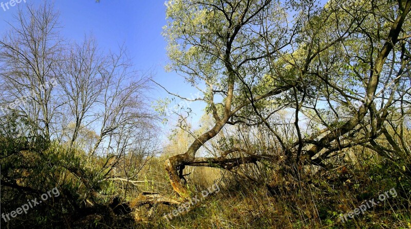 Tree Nature Landscape Trees Forest