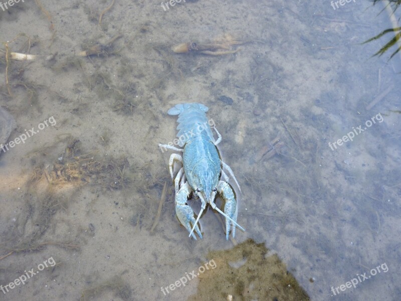 River Cancer Hands Nature Water