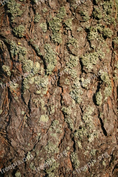 Pine Bark Tree Frame Conifer