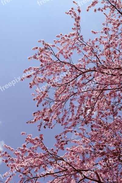 Tree Blossom Pink Nature Spring