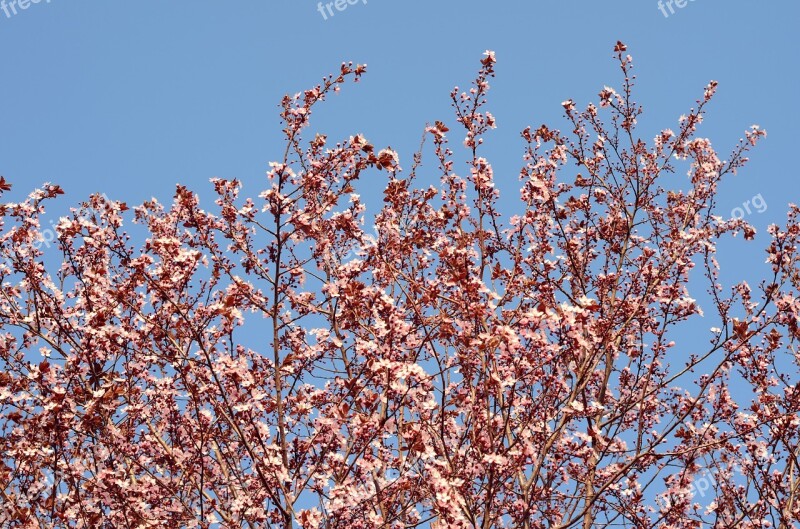 Bloom Tree Nature Spring Blooming