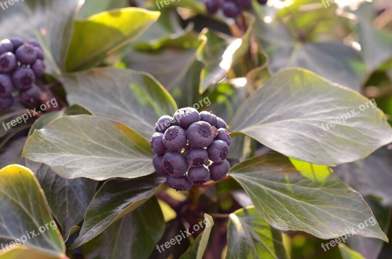 Ivy Flower Berry Berries Leaf