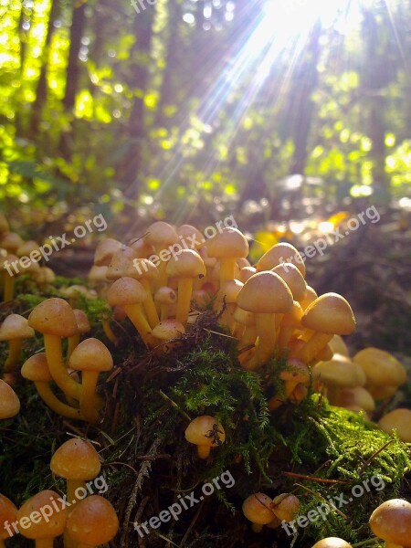 Mushroom Nature Forest Autumn Fungi