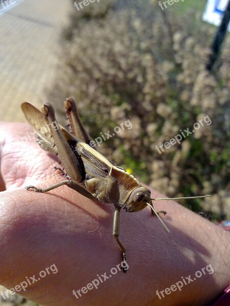 Locust Grasshopper Animal Creature Summer