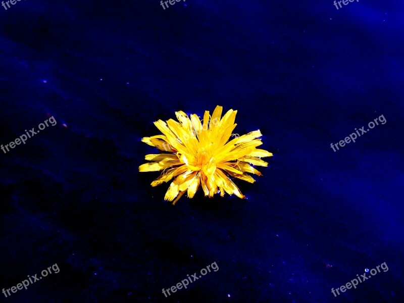 Flower Yellow Blue Water Nature