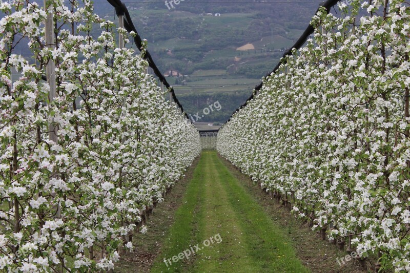 Orchard Apples Garden Free Photos