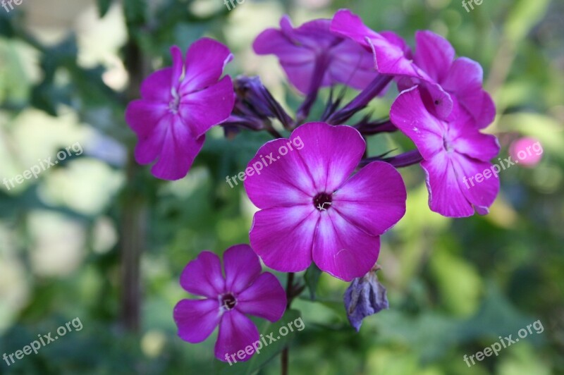 Violet Violet Flower Lilac Flower Purple Flower Free Photos