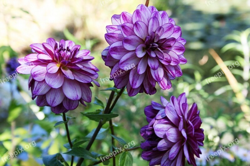 Dahlia Purple Dahlia Lilac Flower Purple Flower Flower