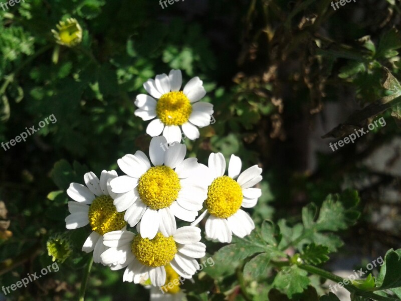 Flowers Nature White Flowering Garden