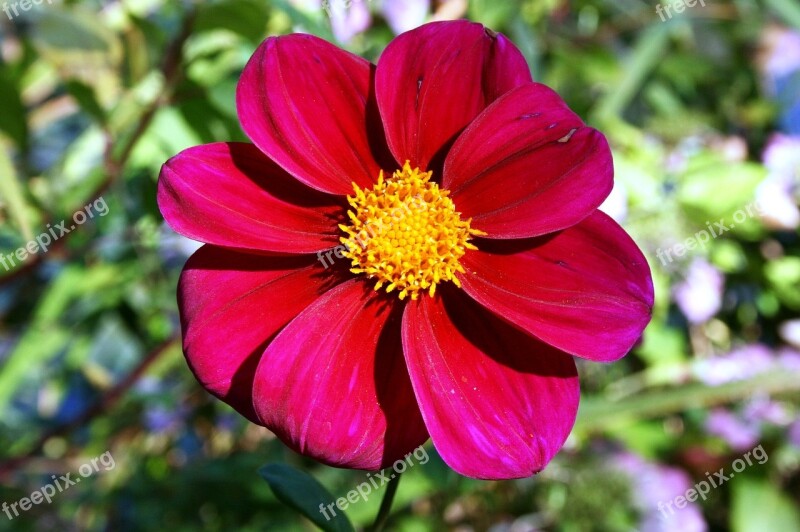 Red Daisy Red Flower Red Petals Free Photos