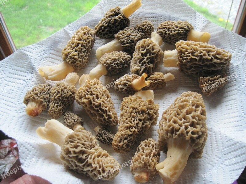 Morels Mushrooms Food Gourmet Delicious