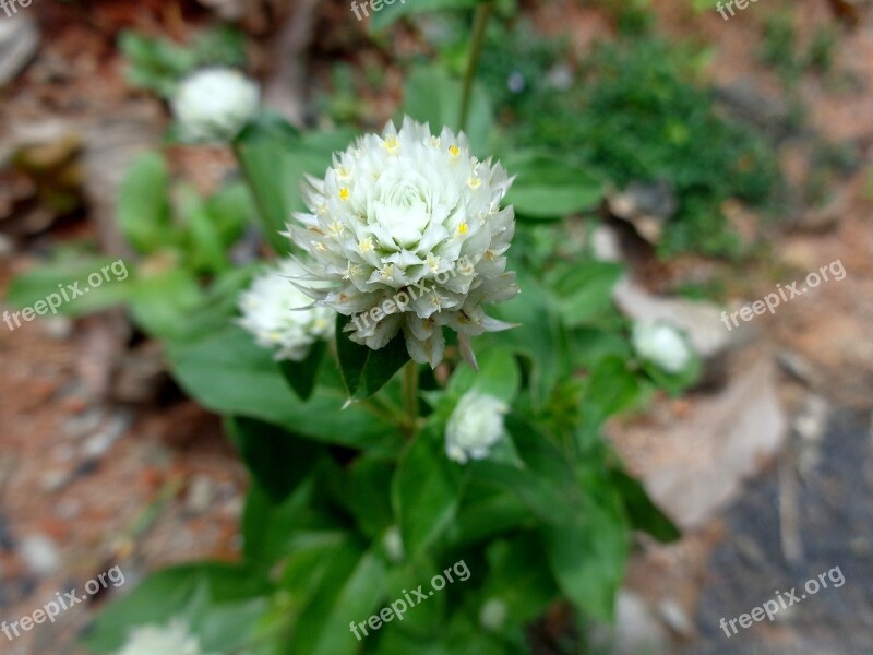 Gomphrena Flower White Globosa Plant