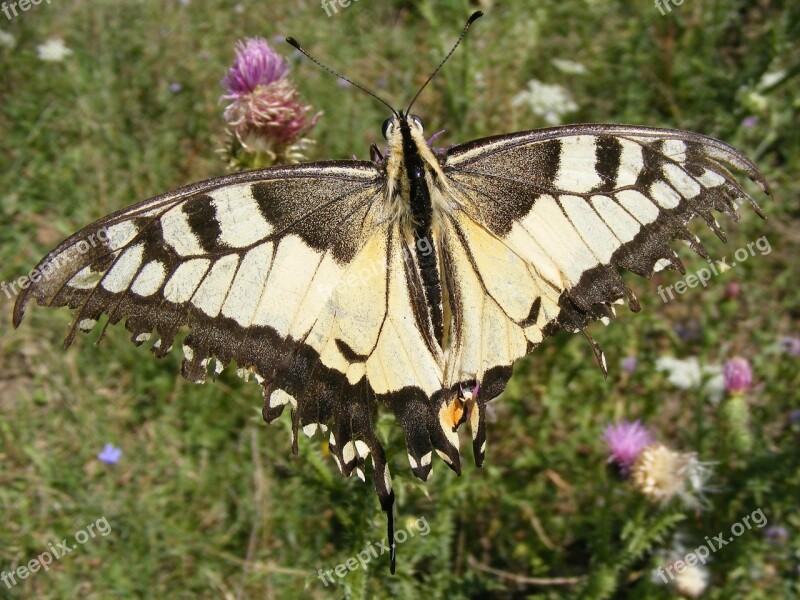 Dovetail Butterfly Insecta Grass Flower