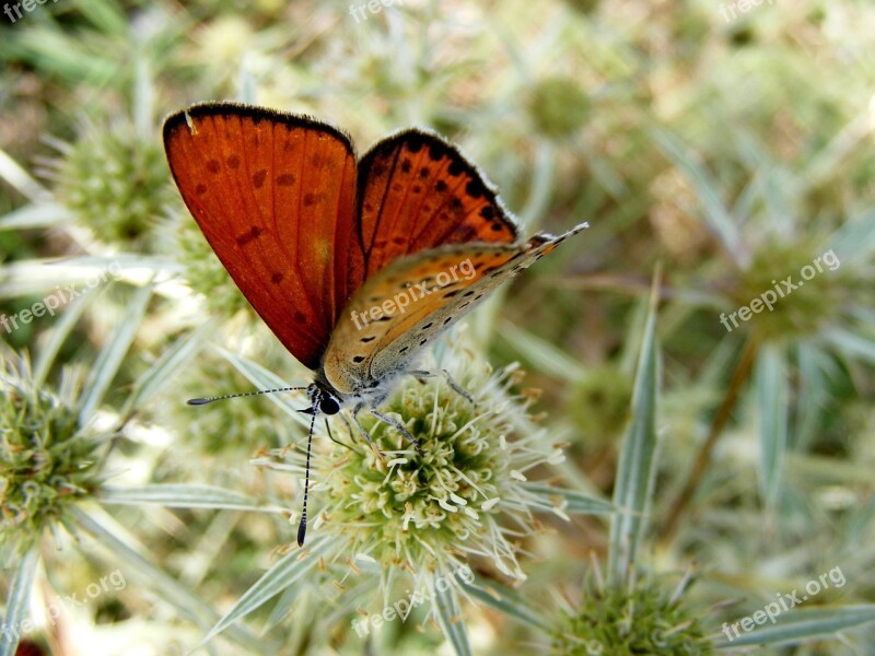 Butterfly Red Insecta Grass Flower