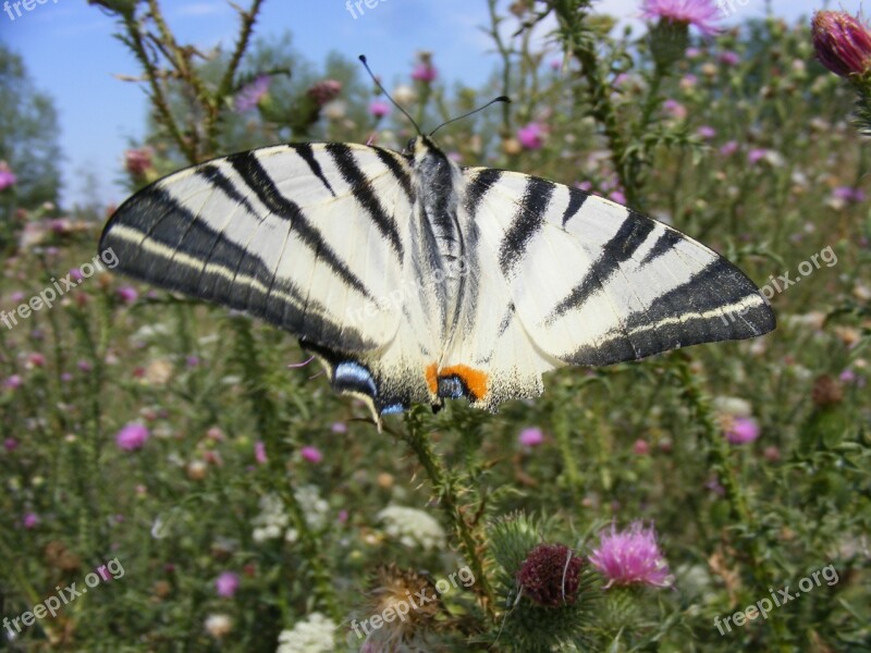 Dovetail Butterfly Insecta Grass Flower