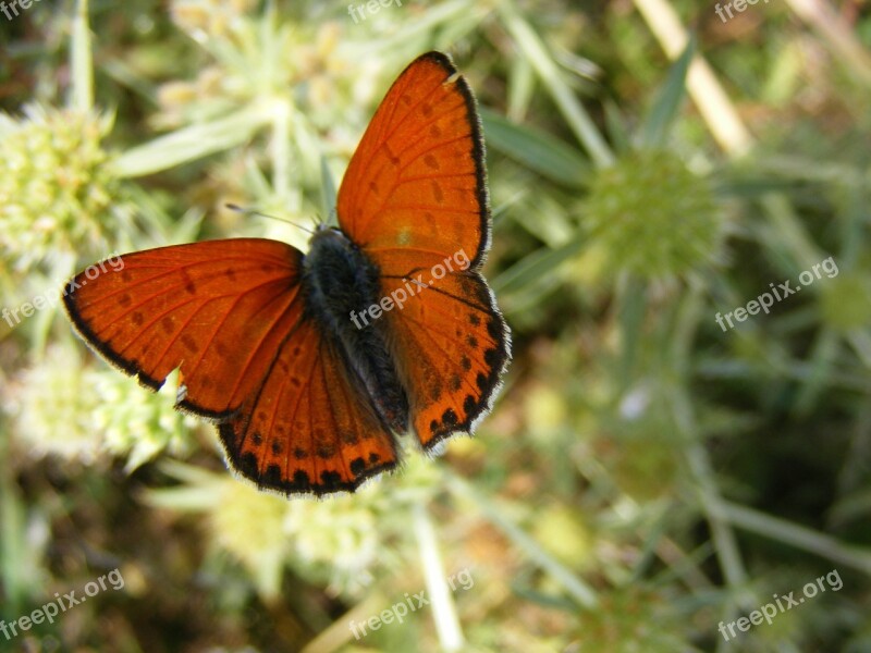 Butterfly Red Insecta Grass Flower