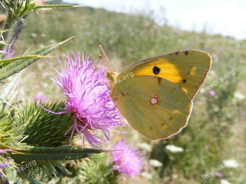 Butterfly Yellow Insecta Grass Flower