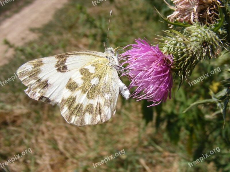 Butterfly Insecta Grass Flower Green