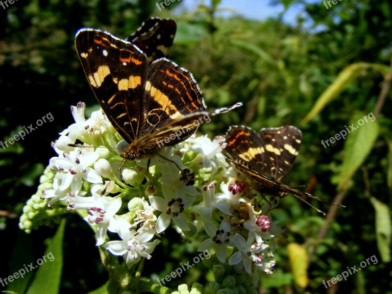 Butterfly Insecta Grass Flower Green