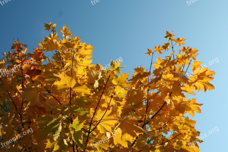 Maple Autumn Top Autumn Colors Tree