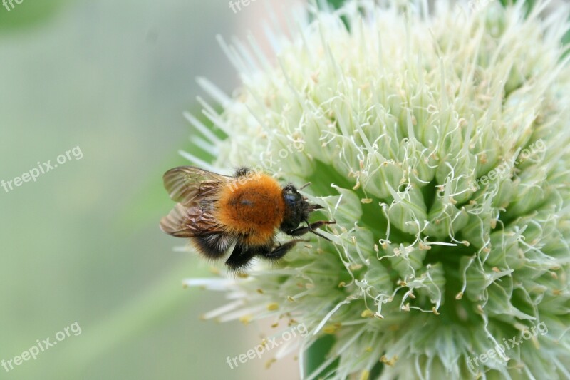 Bee Flower Bee In Bloom Summer Garden Plant