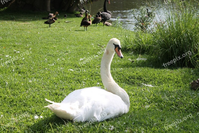 Swan Duck Bird Free Photos