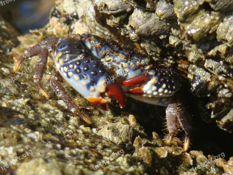 Crab Beach Paw Claws Free Photos