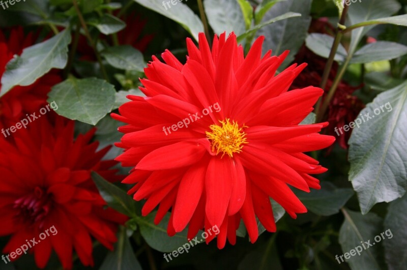 Red Daisy Red Flower Flower Of The Field Free Photos