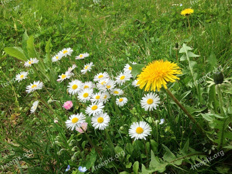 Flowers Prato Grass Garden Green