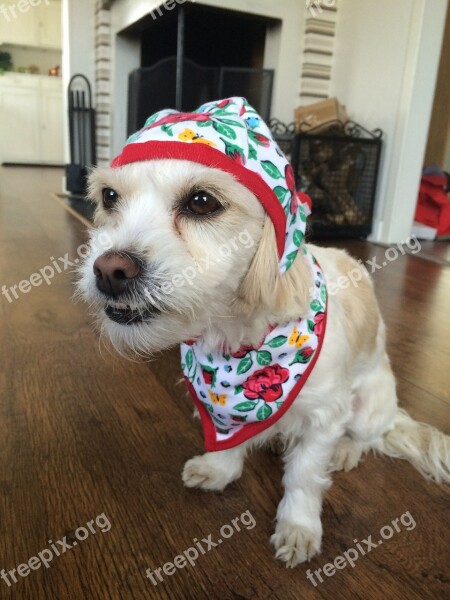 Dog Funny Dog Dog In Clothes Surprised Dog Pets