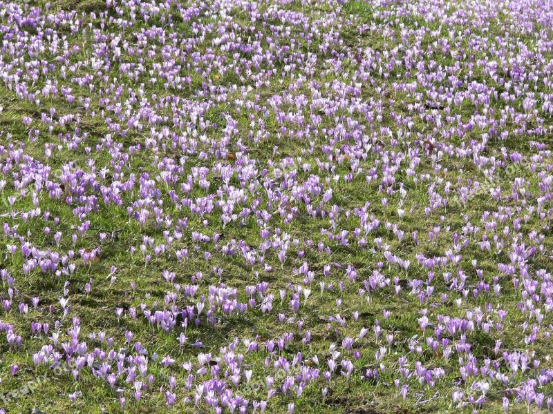 Crocus Bloom Flower Spring Floral