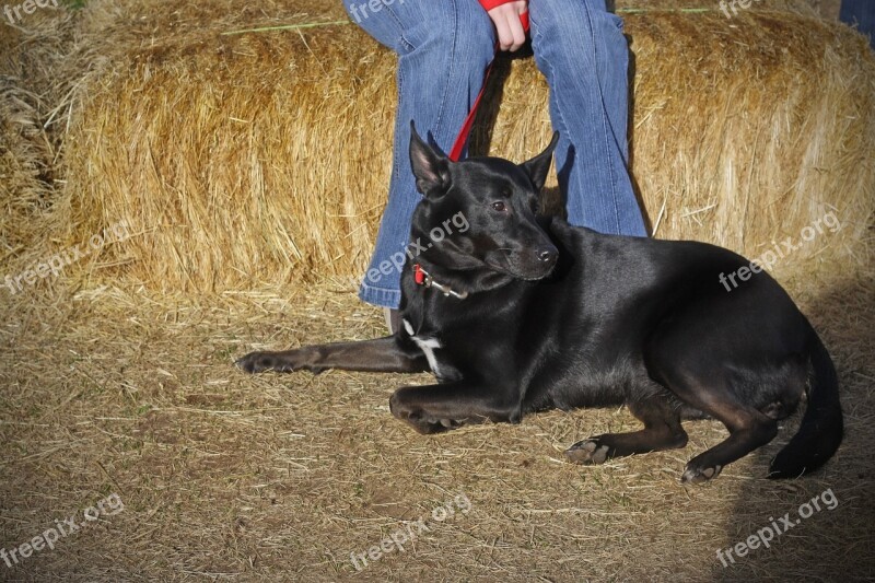 Dog Sitting Black Animal Pet