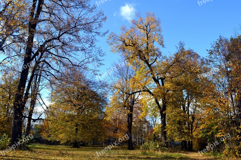 Autumn Trees October Nature Tree