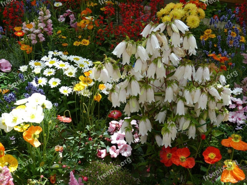 Flowers Nature Plant Summer Flowers Garden