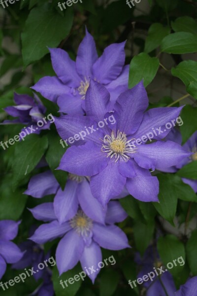 Clematis Purple Flower Nature Plant