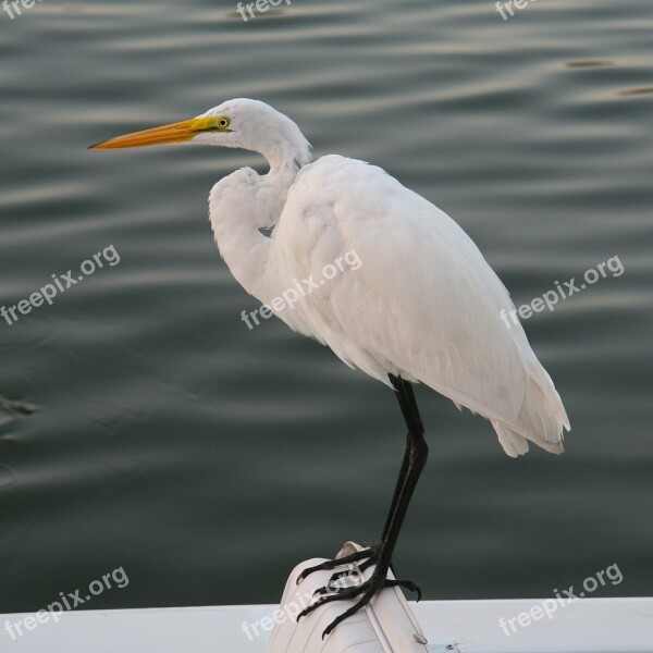 Egret White Egret Bird Nature Wildlife