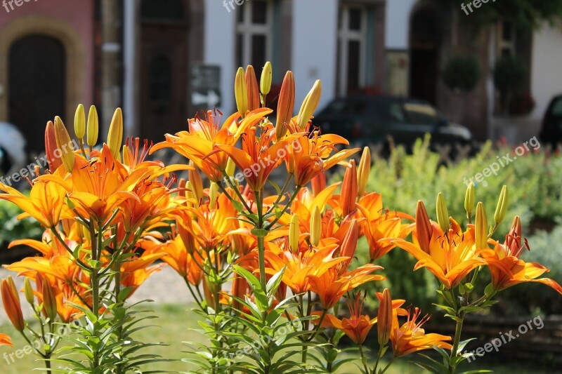 Daylily Lily Flower Orange Green