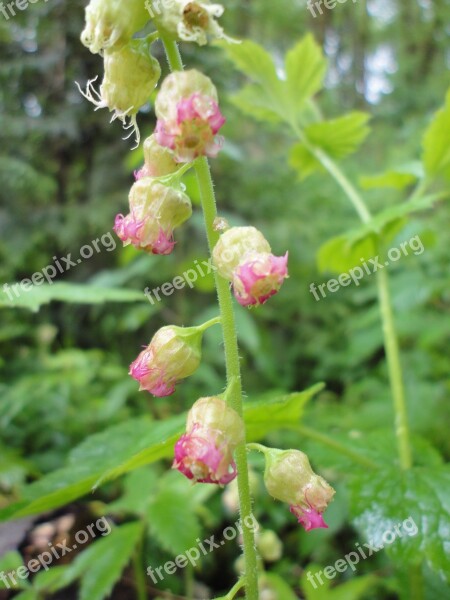 Fringercup Plant Flower Wildflower Nature