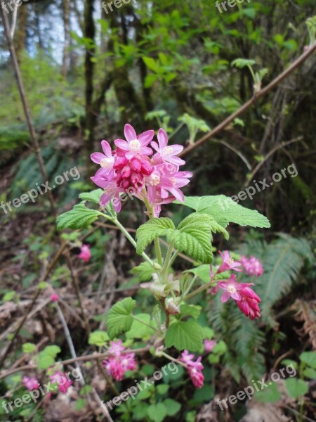 Red-flowering Current Currant Wildflower Flower Native