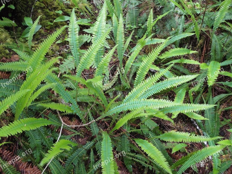 Fern Plant Native Free Photos