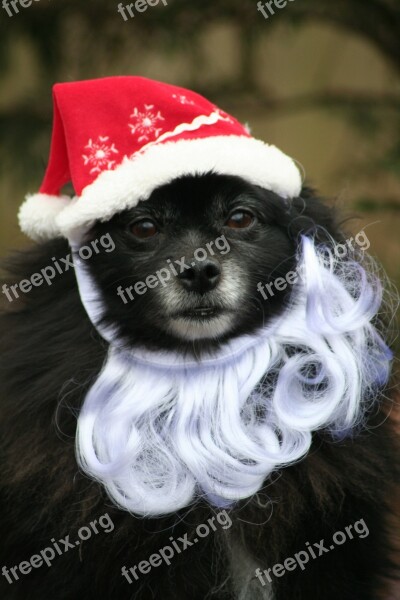 Dog Santa Pet Animal Christmas