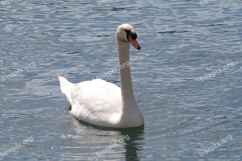 Swan Lake Water Bird Riva